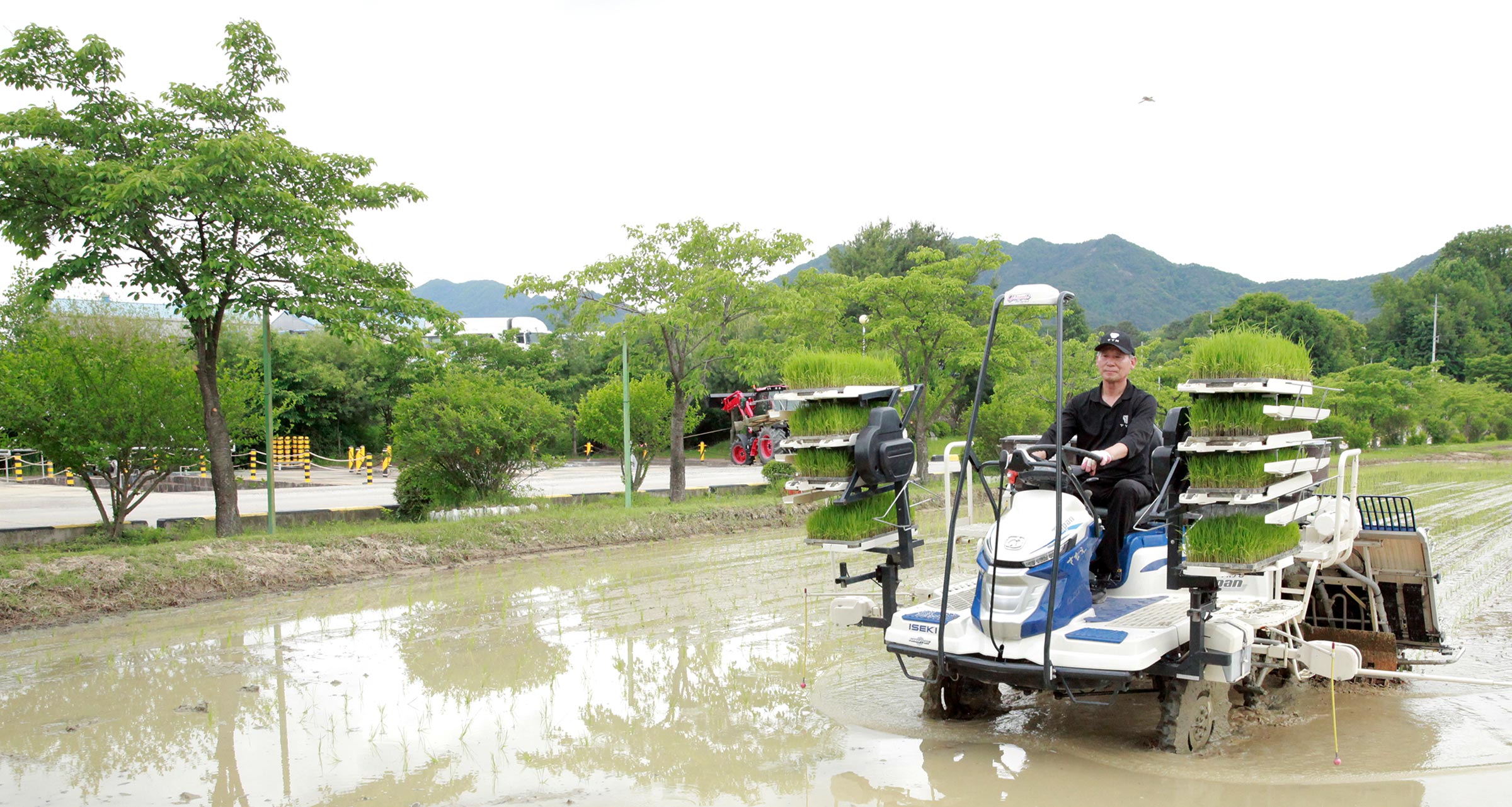 Rice Donation Tradition