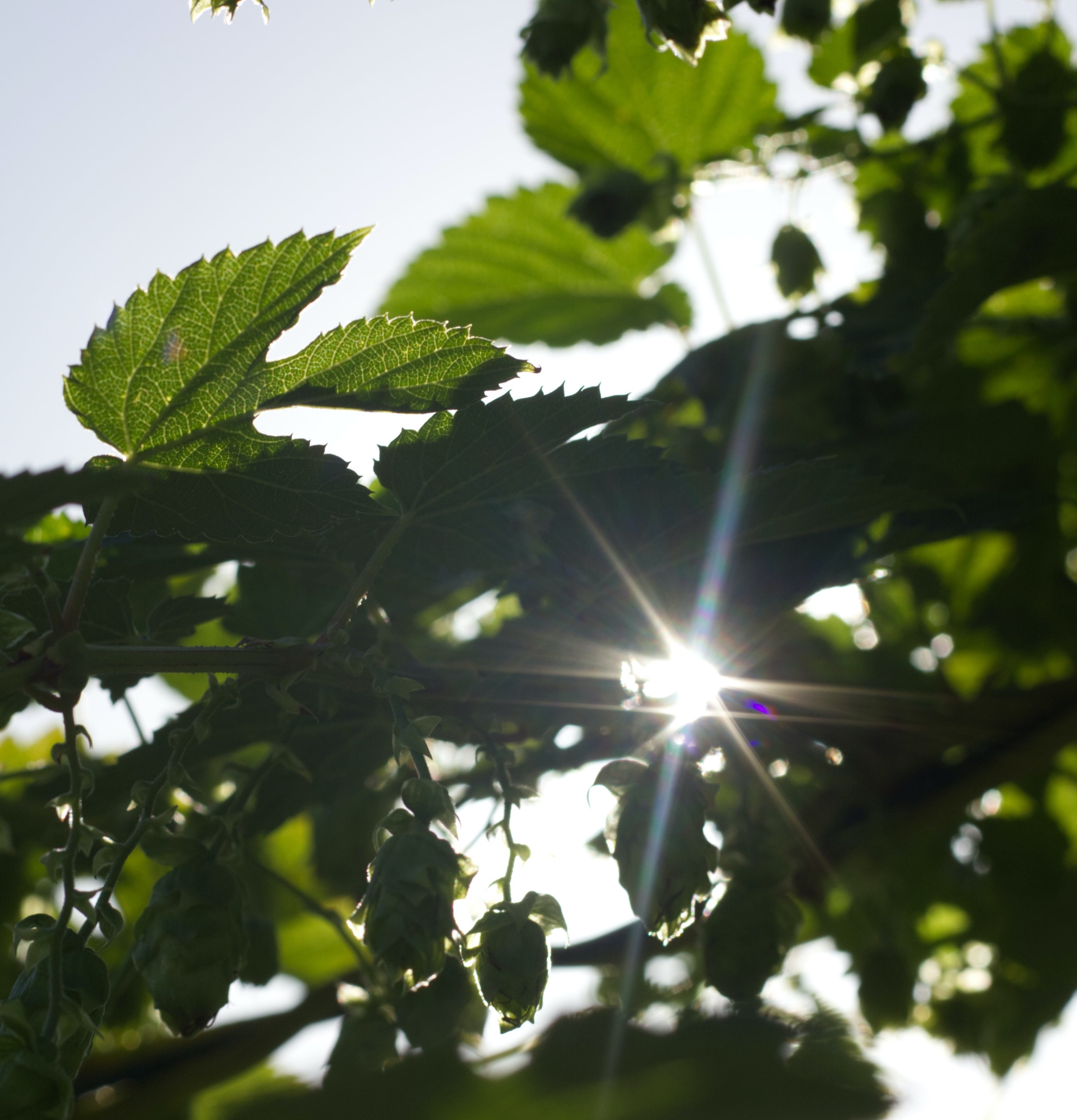 Sustainability Greenery